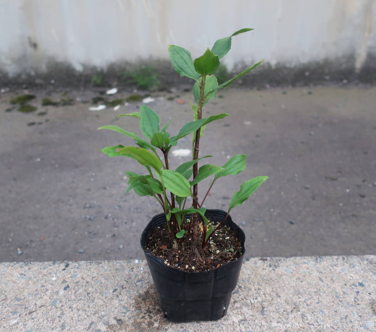 花終わり 深紅 八重咲き エキナセア エキセントリック 屋外越冬株 バレンギク 耐寒 宿根 山野草 バレン菊 花 売買されたオークション情報 Yahooの商品情報をアーカイブ公開 オークファン Aucfan Com