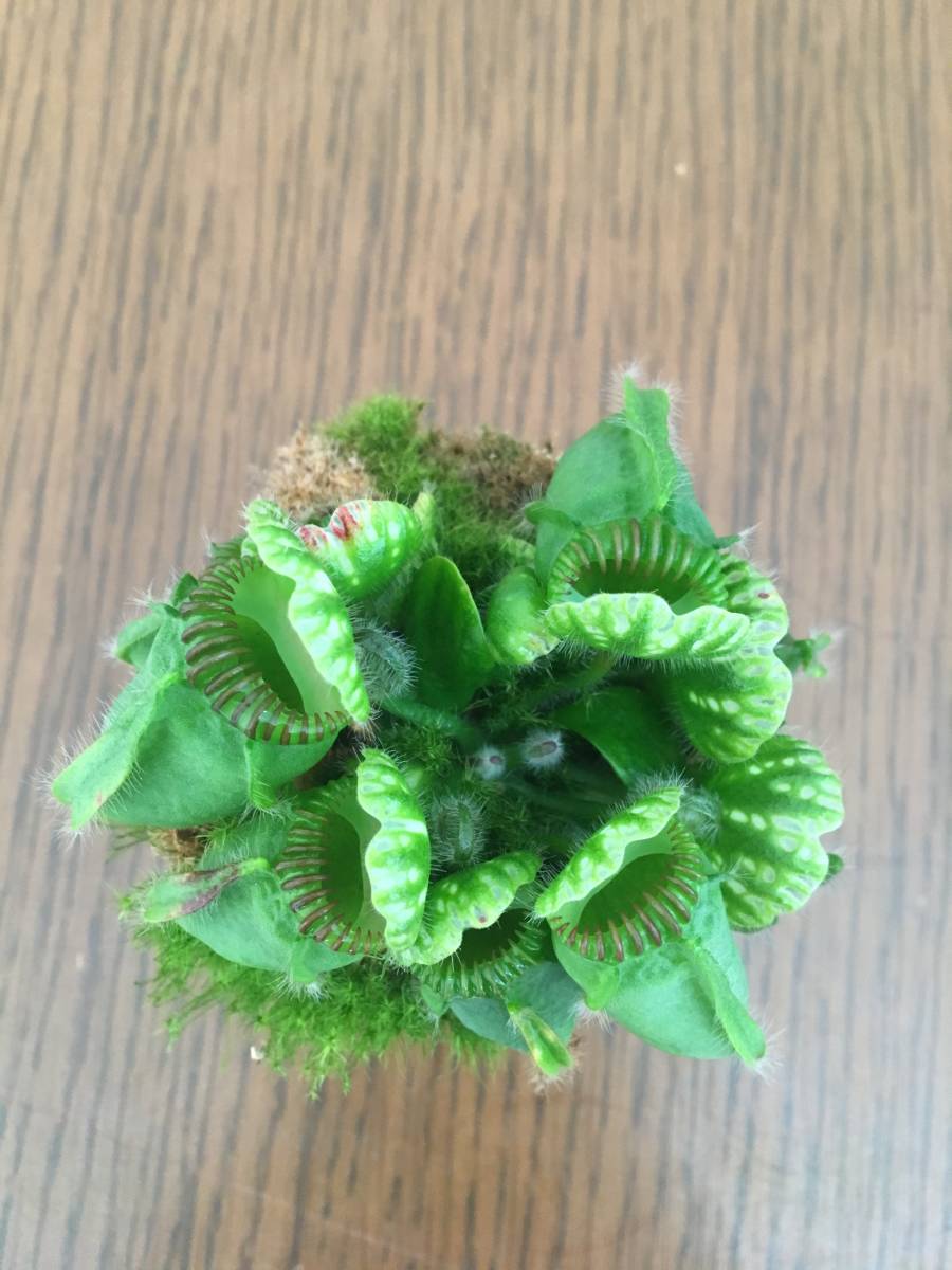 食虫植物 フクロユキノシタ Cephalotus Follicularis 観葉植物 売買されたオークション情報 Yahooの商品情報をアーカイブ公開 オークファン Aucfan Com 食虫植物 フクロユキノシタ Cephalotus Follicularis 観葉植物 売買されたオークション情報 Yahooの商品情報をアーカイブ公開 オークファン Aucfan Com