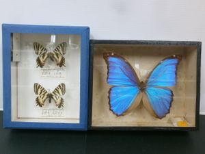 蝶標本】異常型 ギフチョウ 4頭セット 【公式通販】