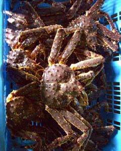 北海北の味】【超特大活カニ堅】北海道産訳なし本タラバオス1尾3.2ｋｇ前後鮮度最高入手困難身入り90％以上 北海 北海北の味特選限定品極上堅超特大ジャンボ活蟹北海道産 訳 北の味BIGサイズ活・堅蟹北海道産 北海北の味[年末指定OK]超特大活カニ堅訳なし本タラバオス 北海北の