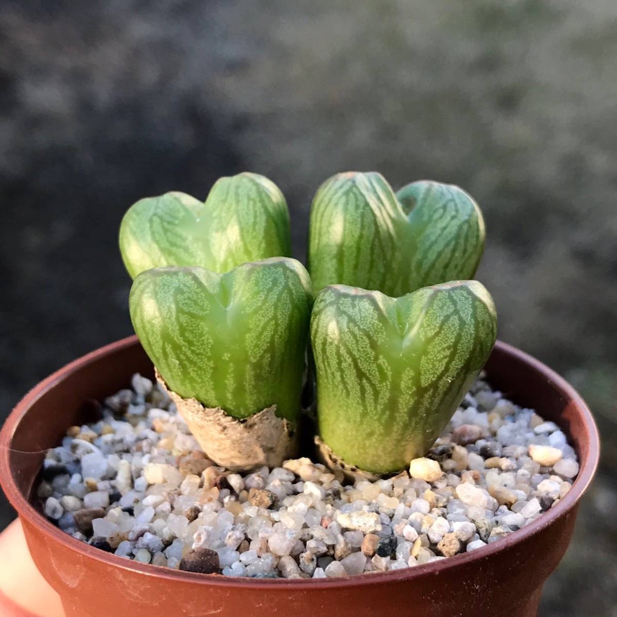 Shabomaniac! 玉型メセン | メセン サボテン、多肉植物栽培日記 