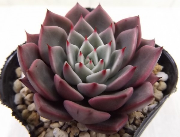 多肉植物 3.5号 ブラックプリンス錦 エケベリア 輸入苗 1円スタート