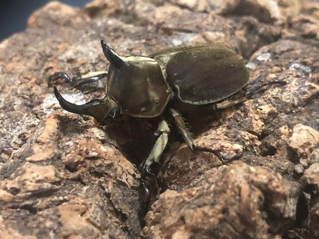 ☆クメジマカブト♂63mm標本☆