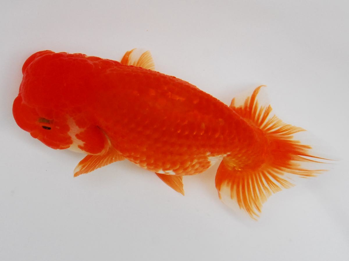 らんちゅうわーくす ◇[emukei] 四歳魚 16cm 素赤 優良系統(2) 動画