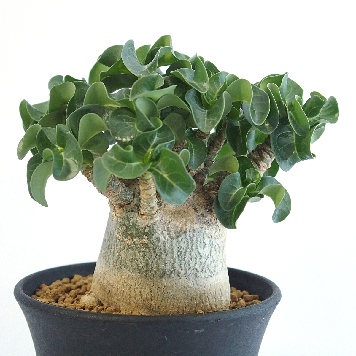 本物保証，限定SALE】 アデニウム・アラビカム 獅子葉（巻葉）｜多肉植物