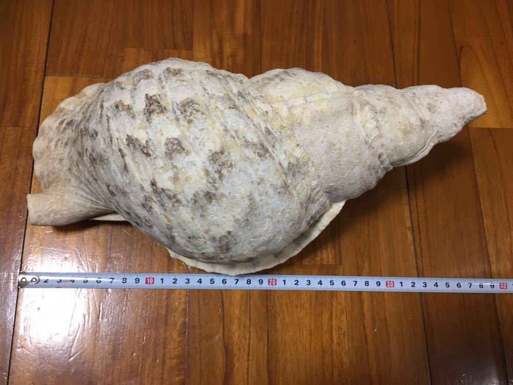 法螺貝 ホラ貝 約36㎝ 1.2㎏ 沖縄から 貝殻 【公式通販】