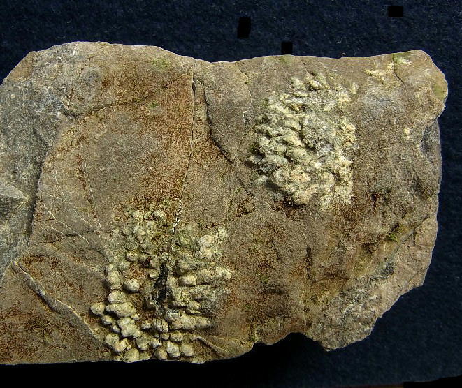 菊花石 □国産鉱物□M-45 鑑賞 紅水晶 ローズクォーツ ブラジル産 鑑賞
