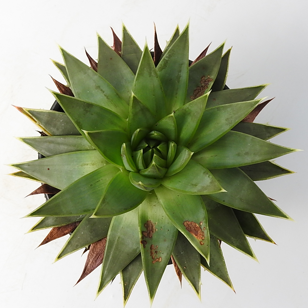 アロエ ポリフィラ スパイラルアロエ Esteticamedicabergamo It