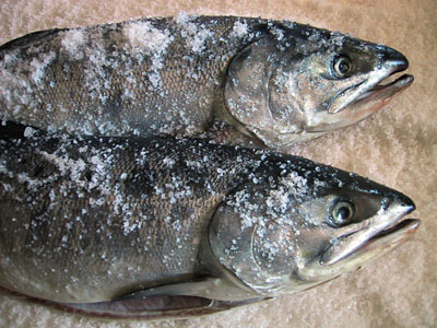 【北海道 海産問屋 カネニ】極上！ えりも産 新巻鮭２．５kg前後