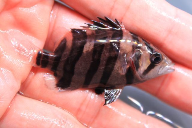 在庫少！イ① Aグレード左右対称・首巻き腹巻き尻巻き ダトニオ【 スマトラタイガー 】 約5cm 画像の個体1匹★