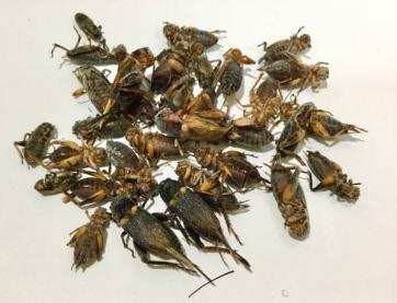 高品質，爆買い冷凍フタホシコオロギ 500g 爬虫類や両生類 アロワナなどのエサ(エサ)｜売買されたオークション情報、yahooの商品情報をアーカイブ公開 - オークファン エサ