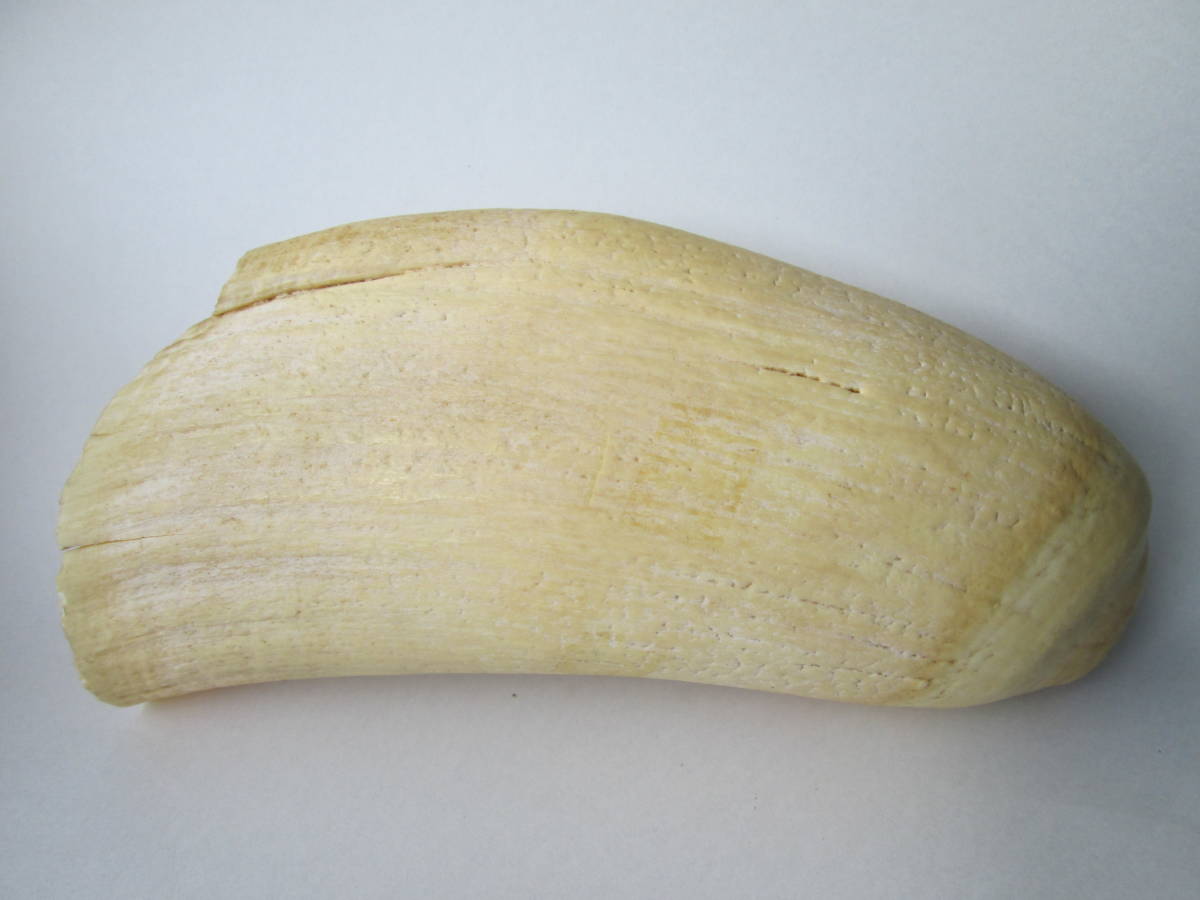 得価，新品 クジラ 歯 約742g 鯨の歯 くじら 牙 骨 根付 や 彫刻 印鑑 材料 などに 抹香 稀少 素材 鯨 マッコウ まっこう 特大(その他)｜売買されたオークション情報、yahooの商品情報をアーカイブ公開 - オ その他