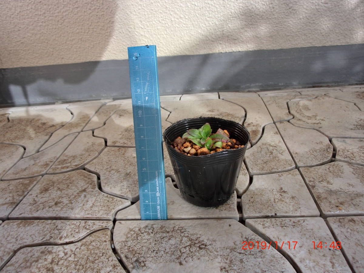 希少！　オオアカバナ　1株　■山野草　ラン　湿生植物■