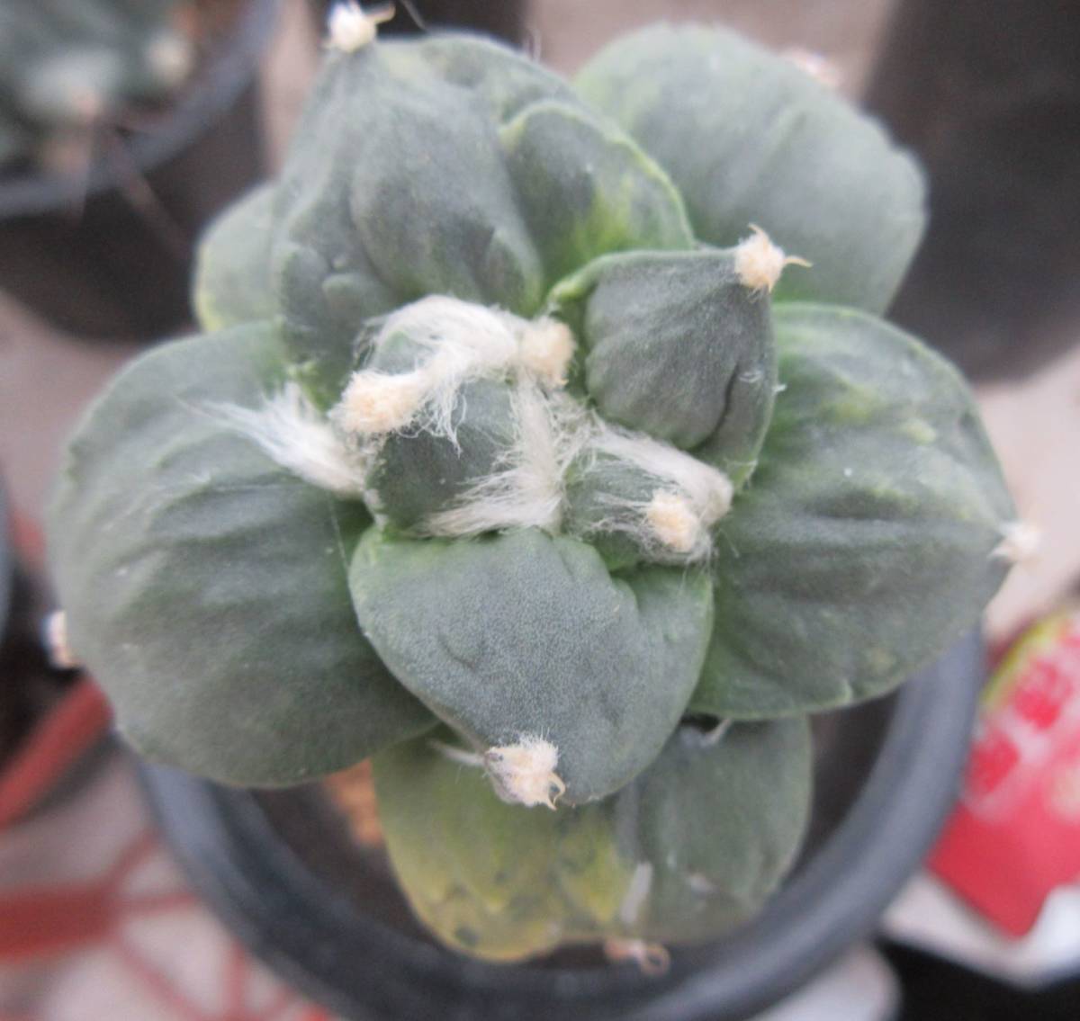 サボテン 多肉植物 花牡丹錦（モンスト系）② サボテン 【公式通販】