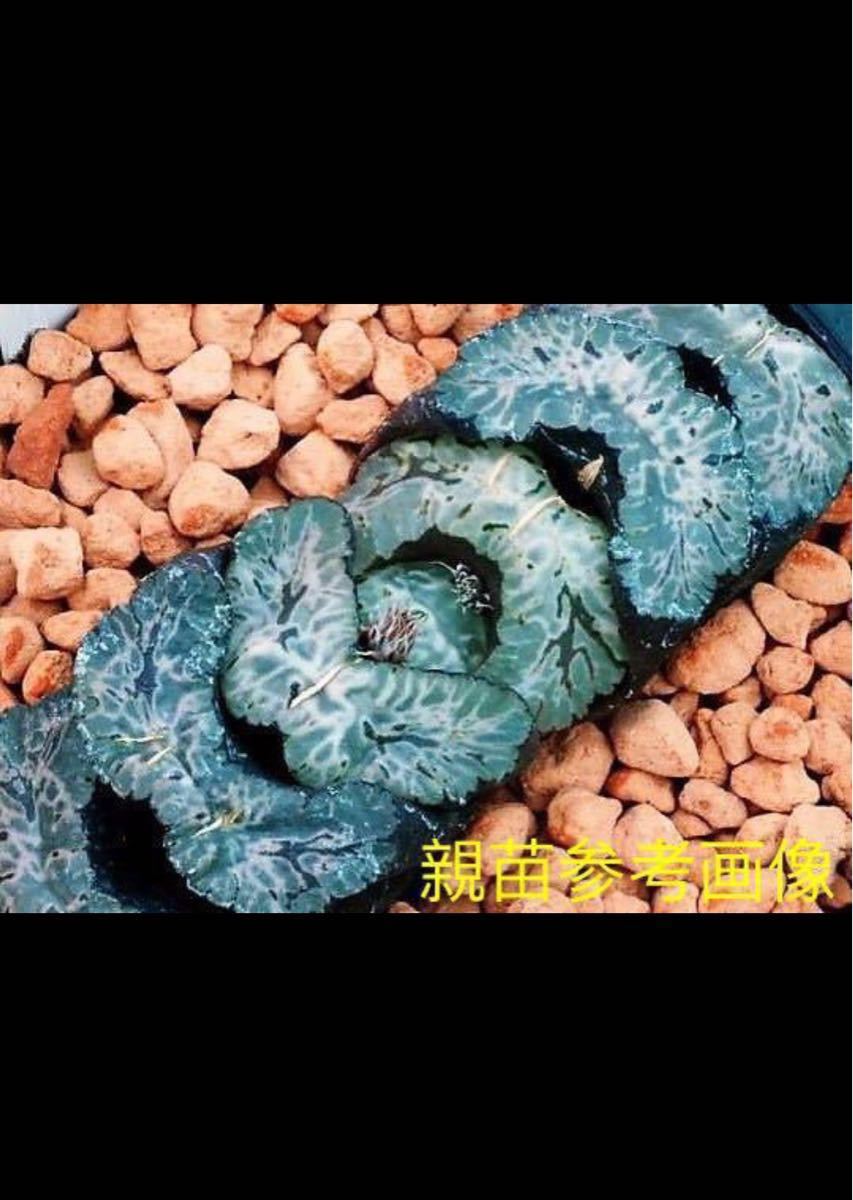 ハオルチア 玉扇 北斎錦④ 大窓肉厚