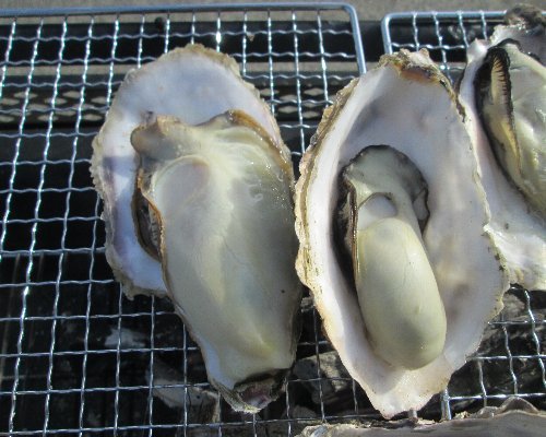 １５時まで即日発送！ 送料無料！３ｋｇ(約35粒) 宮城県産 殻付き牡蠣殻付き 無選別牡蠣 カキ kaki かき 加熱調理用 １年子