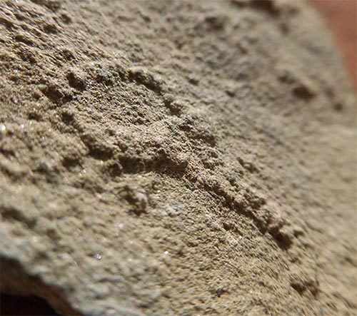 豊富な，得価 エディアカラ生物群 ネオネレイテスの化石 ウクライナ(化石)｜売買されたオークション情報、yahooの商品情報をアーカイブ公開 - オークファン 化石