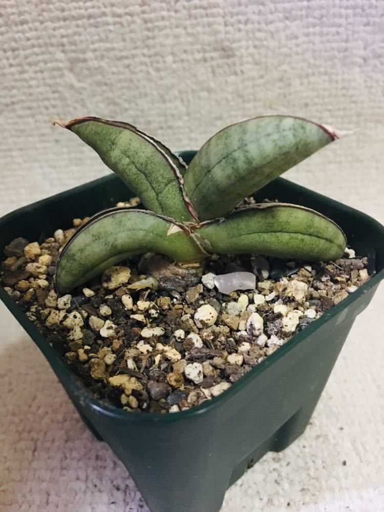 サンスベリア エイレンシス Sansevieria Eilensis サンセベリア