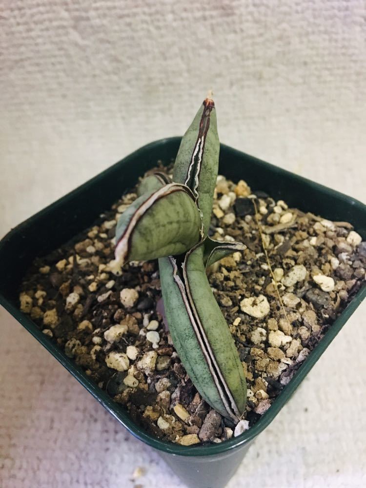 サンスベリア エイレンシス Sansevieria Eilensis サンセベリア