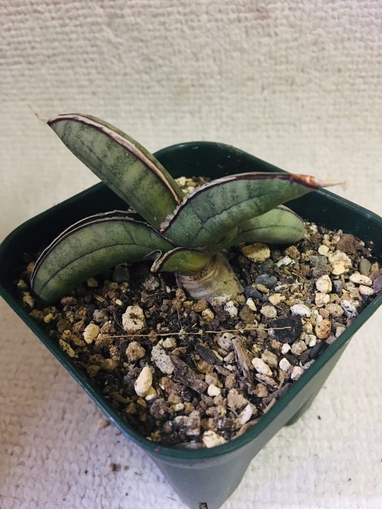 サンスベリア エイレンシス Sansevieria Eilensis サンセベリア