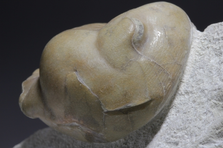 数量限定，限定セール GFM 化石 三葉虫 イレヌス シニアータス 保存率良好 ナチュラル状態(化石)｜売買されたオークション情報、yahooの商品情報をアーカイブ公開 - オークファン 化石