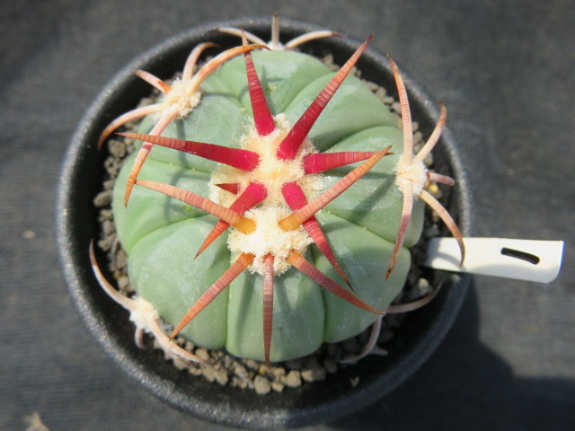 サボテン 多肉植物 花王丸 フェロカクタス horizonthalonius