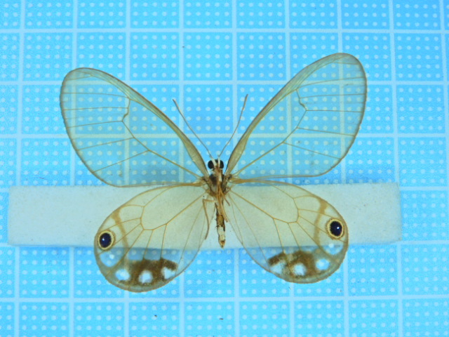 ムラサキスカシジャノメ ♂♀標本☆ブラジル産☆ 46⁄48mm美麗稀種