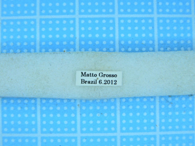 ムラサキスカシジャノメ ♂♀標本☆ブラジル産☆ 46⁄48mm美麗稀種