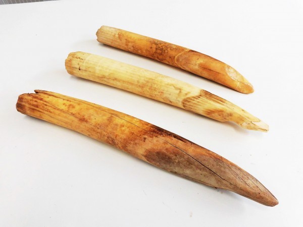 NO.40 河馬カバ牙 総重量 730g 鯨歯や象牙以上に硬質 漁具・疑似餌
