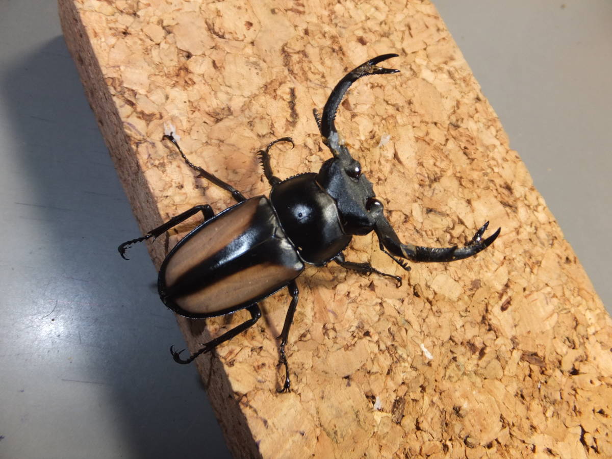 【SALE，得価】 Rhaetulus crenatus boileaui ベトナム ＹｅｎＢａｉ産ボイレアウイシカクワガタ♂５５mmペア ５(外国産)｜売買されたオークション情報、yahooの商品情報をアーカイブ公開 - オークファン 外国産