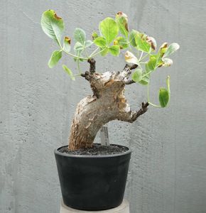 コミフォラ グイドッティ 良株 発根済/Commiphora guidottii