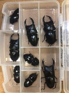 岩手県産 オオクワガタペア WF1