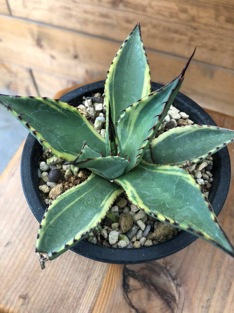 Agave ネオメキシカーナ斑入り parryi neomexicana “sunspot”