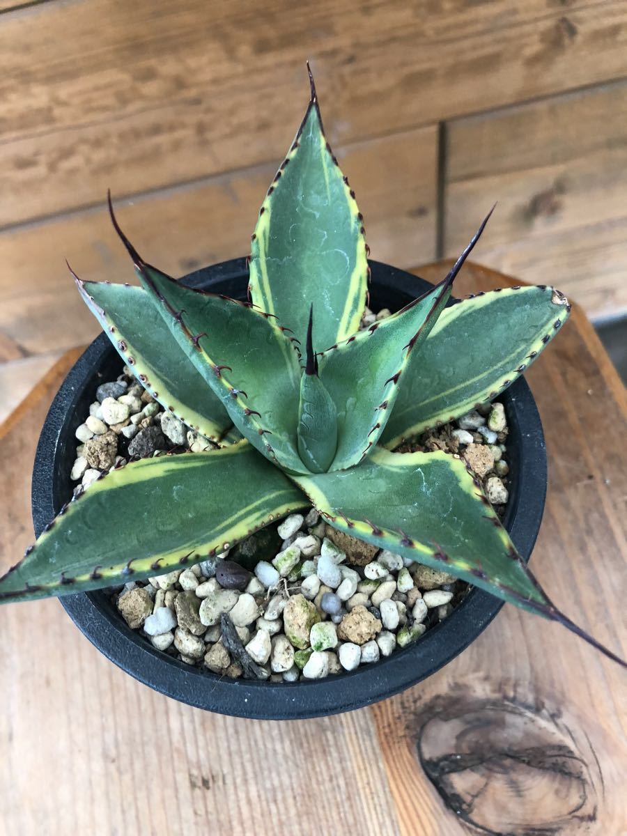 Agave ネオメキシカーナ斑入り parryi neomexicana “sunspot” 【公式通販】
