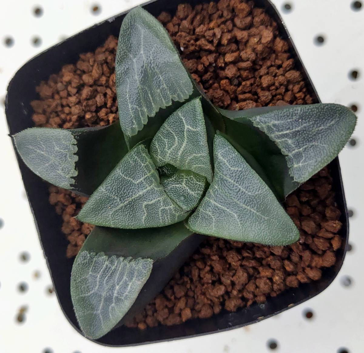 送料無料，定番人気23.コレクタ 多肉植物 サボテン ハオルチア 五尺玉(サボテン)｜売買されたオークション情報、yahooの商品情報をアーカイブ公開 - オークファン サボテン