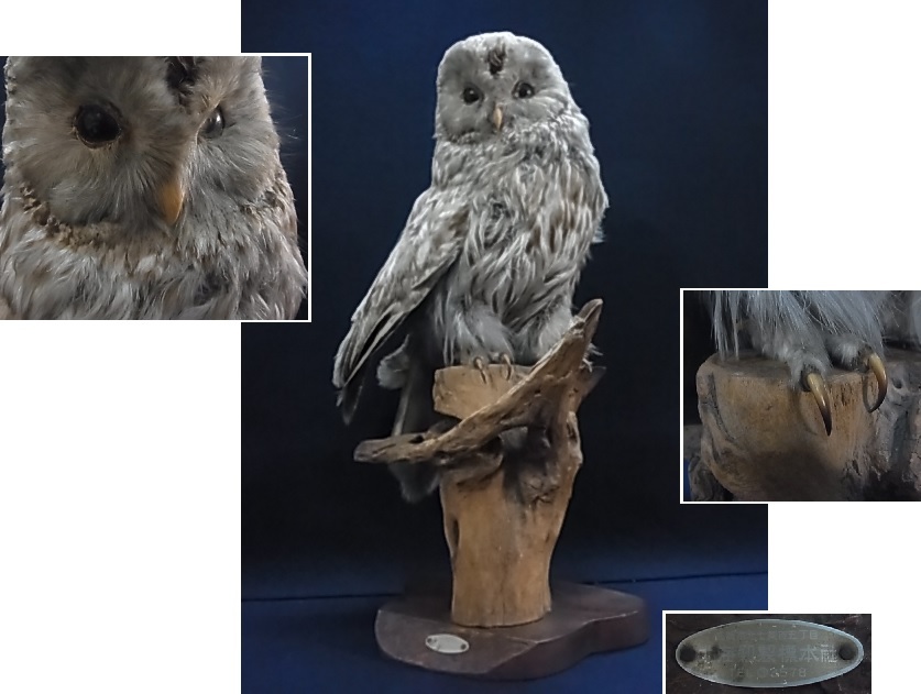 剥製 北海剥製標本社☆高さ約52cm 縁起物 フクロウの剥製☆梟