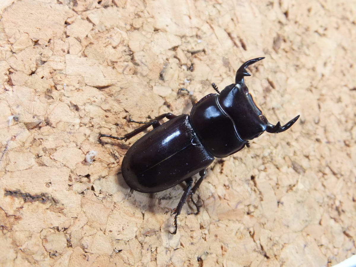 貴重種？ 入荷稀？ 台湾産 Dorcus yaksha gracilicornis ツノボソ 