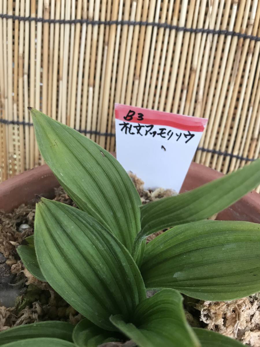 値下げ交渉◇山野草◇礼文アツモリソウ◇3芽立◇(B3)即決 送料 値下げ交渉◇山野草◇礼文アツモリソウ◇3芽立◇(B3)即決 送料