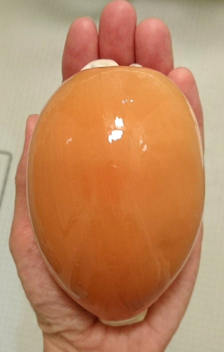 貝殻 標本 ナンヨウダカラ 貝標本 貝殻標本 - Yahoo!オークション 貝