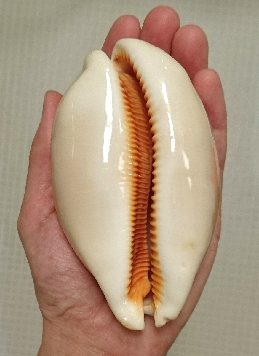 貝殻 標本 ナンヨウダカラ 貝標本 貝殻標本 - Yahoo!オークション 貝