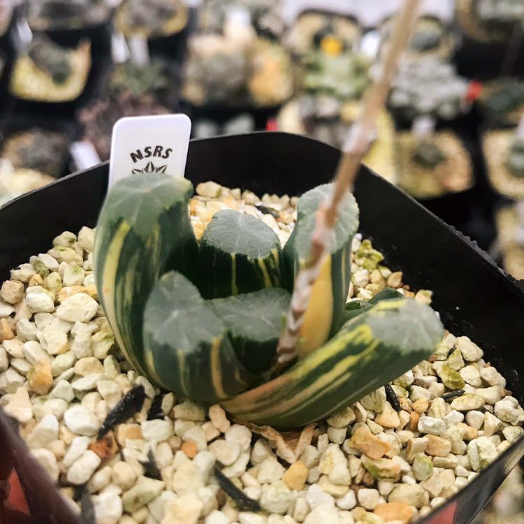 多肉植物 ハオルチア 万象錦②極上斑子付き