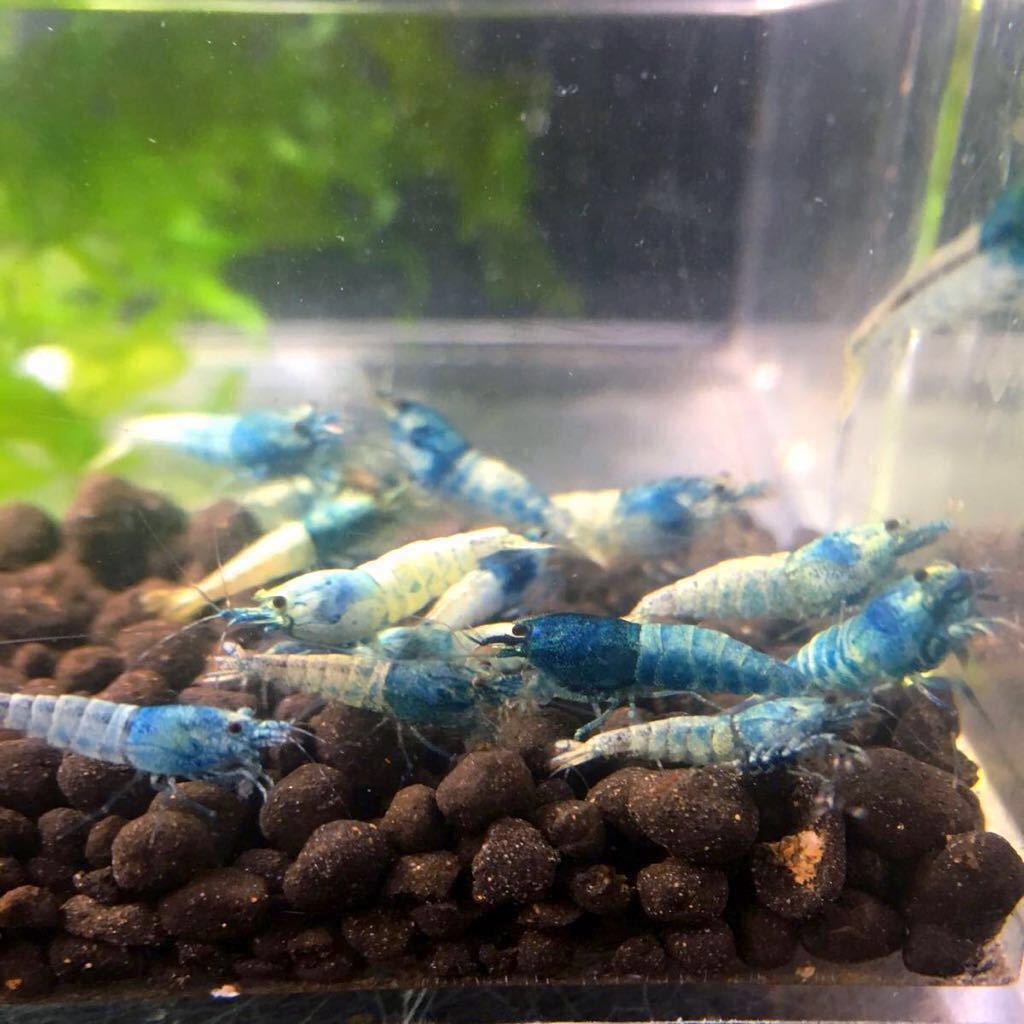 ☆☆ターコイズシュリンプ☆☆10匹☆_1