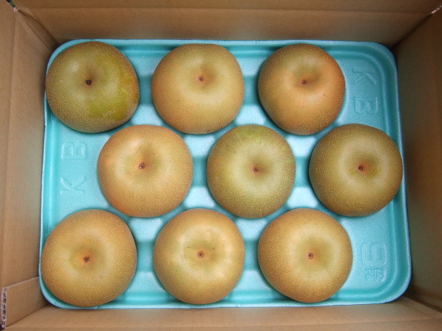 【生産者直送】甘くて美味しい茨城の幸水梨おためし２Ｌ３kg_1