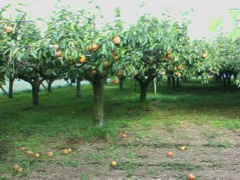 【生産者直送】甘くて美味しい茨城の幸水梨おためし２Ｌ３kg_2