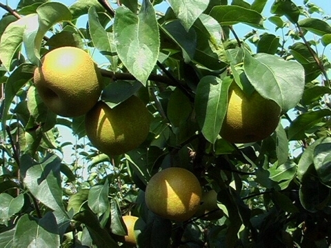 【生産者直送】甘くて美味しい茨城の幸水梨おためし２Ｌ３kg_3