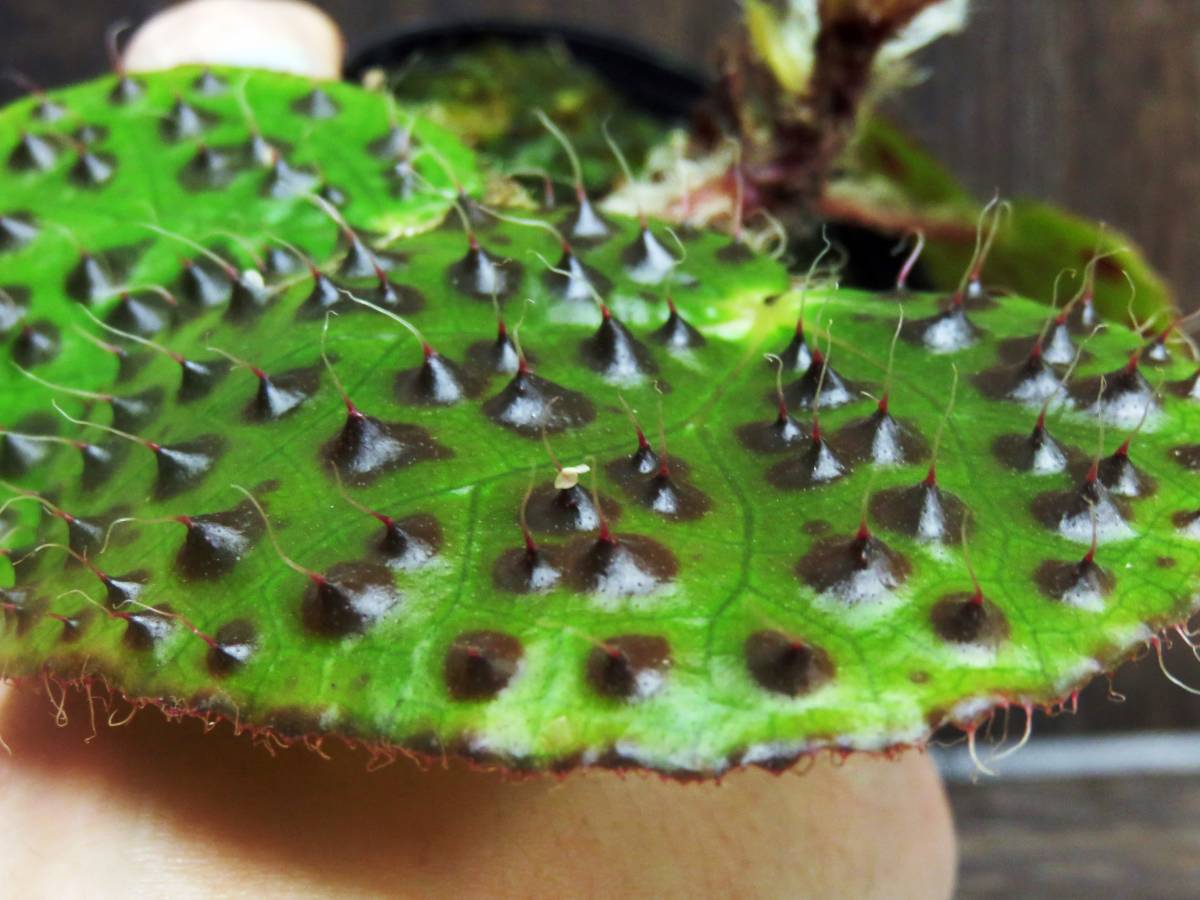 棘 Begonia ベゴニア melanobulata from vietnam 棘あり株