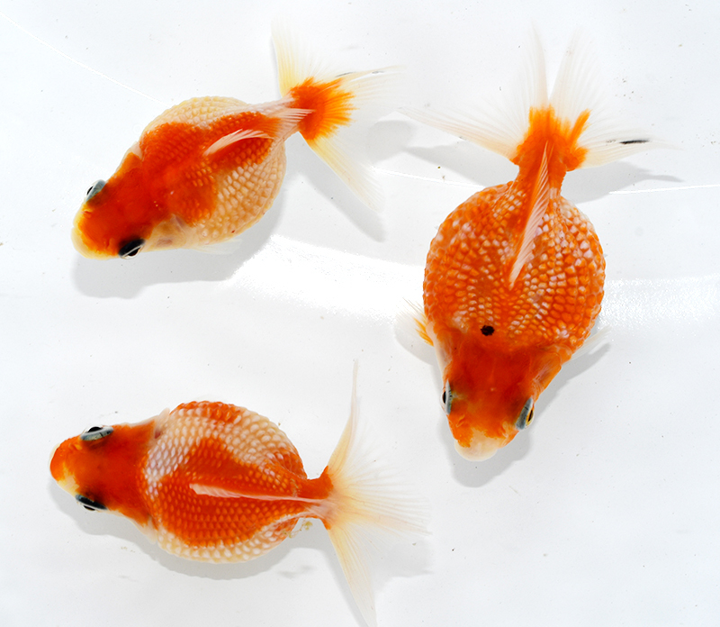 国産ピンポンパール 桜タイプ ３匹セット 約４ ５ｃｍ 金魚 売買されたオークション情報 Yahooの商品情報をアーカイブ公開 オークファン Aucfan Com