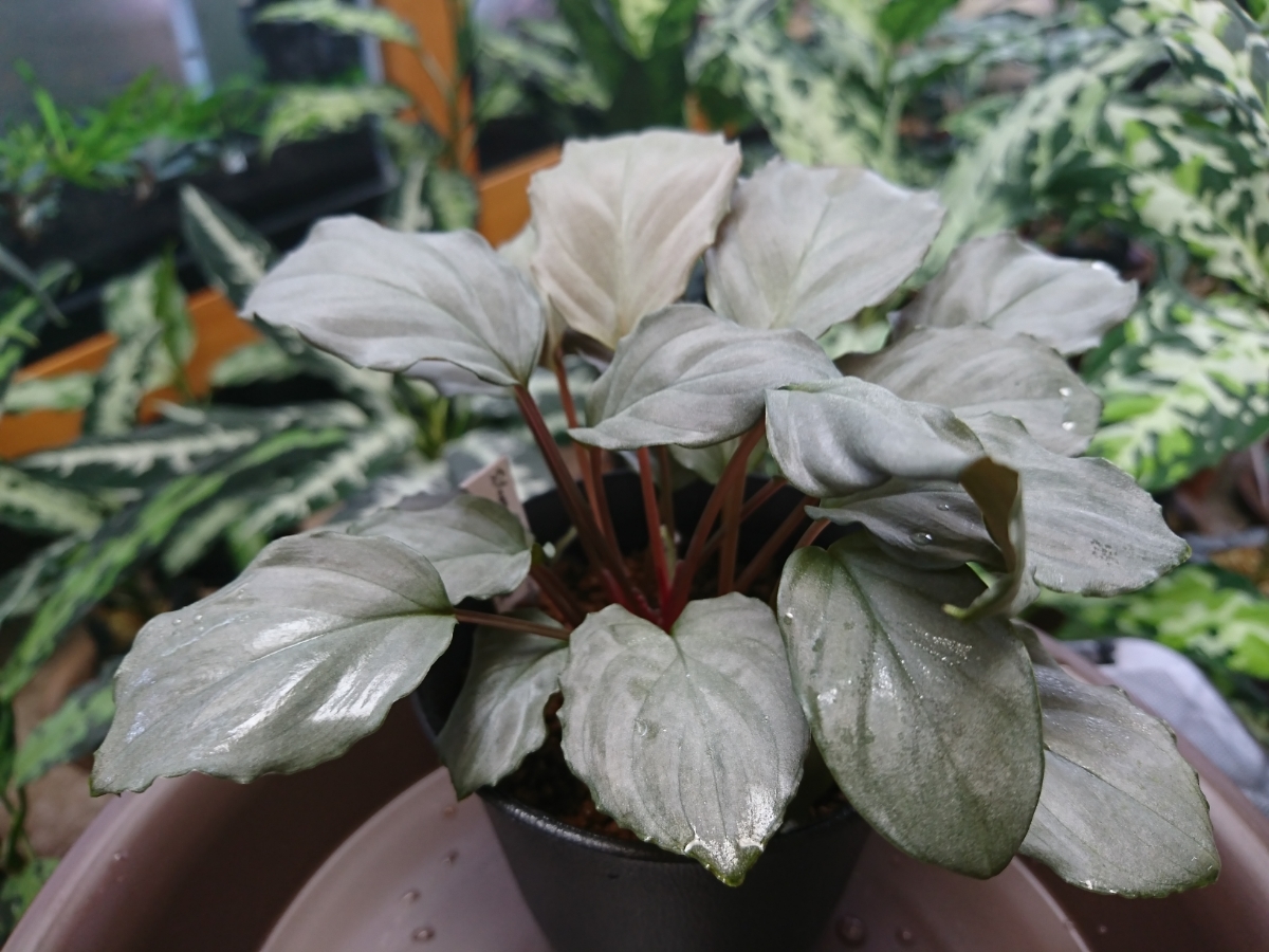 ホマロメナ Homalomena sp. 'Silver powder Singkep' kn便