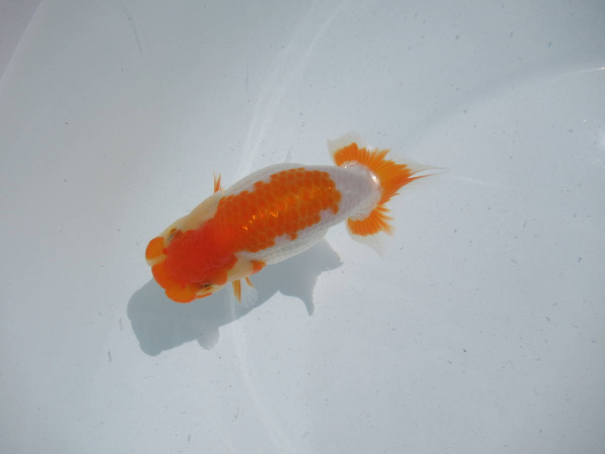 【大得価，SALE】 天明らんちゅう 厳選本命魚 特選魚 当歳 ローカル大会用 ず5(らんちゅう)｜売買されたオークション情報、yahooの商品情報をアーカイブ公開 - オークファン らんちゅう
