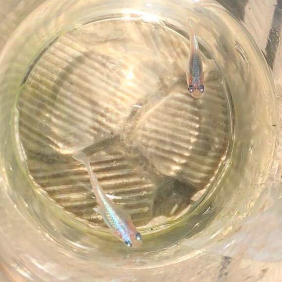 スーパー幹之メダカ 白 卵 個 保証a みゆきメダカ 卵 めだか 売買されたオークション情報 Yahooの商品情報をアーカイブ公開 オークファン Aucfan Com